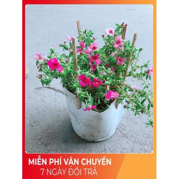 Hoa Mười Giờ Giống Mới