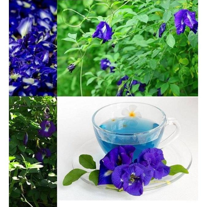 Hạt giống hoa đậu biếc cánh kép - Gói 20 hạt