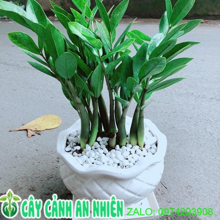 Chậu Cây Kim Tiền