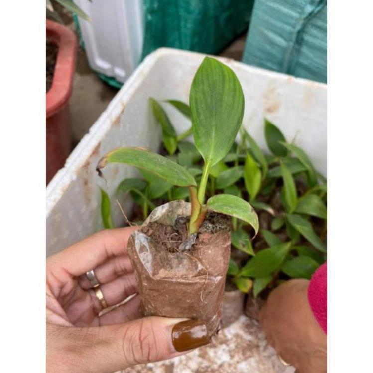 Cây giống chuối tiêu hồng