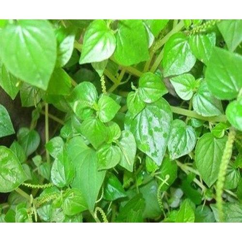 Hạt giống Rau Càng Cua, đóng gói 0.5gr