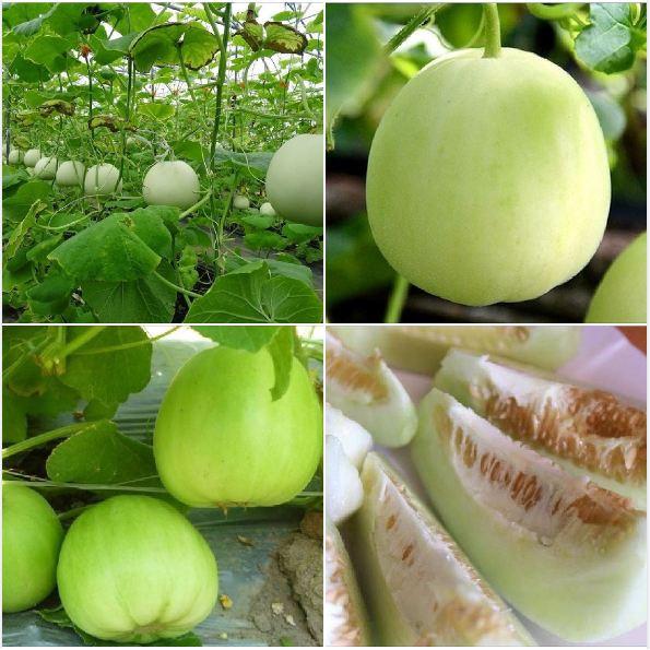 Combo 4 gói Hạt giống Dưa lê siêu ngọt -gói 10 hạt/tặng kèm gói phân bón lót