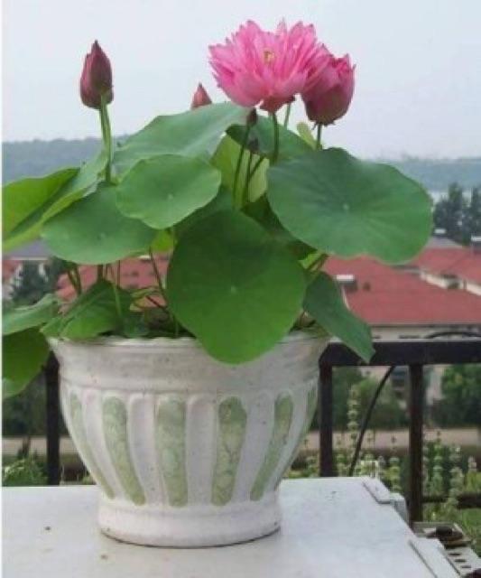 Hạt giống hoa sen baby