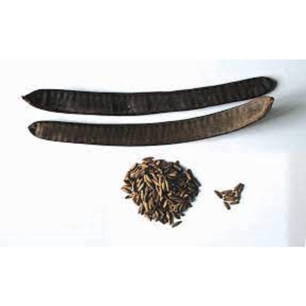 1 KG HẠT GIỐNG CÂY PHƯỢNG VĨ đỏ(Tên gọi khác: cây Phượng Đỏ, cây Xoan Tây,   .(