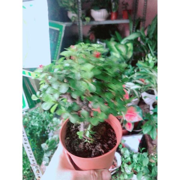 Cành Vàng Lá Ngọc