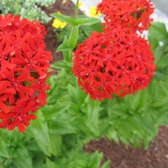 Hạt giống hoa thu lá đỏ,hạt giống tốt - 1 gói 30 hạt
