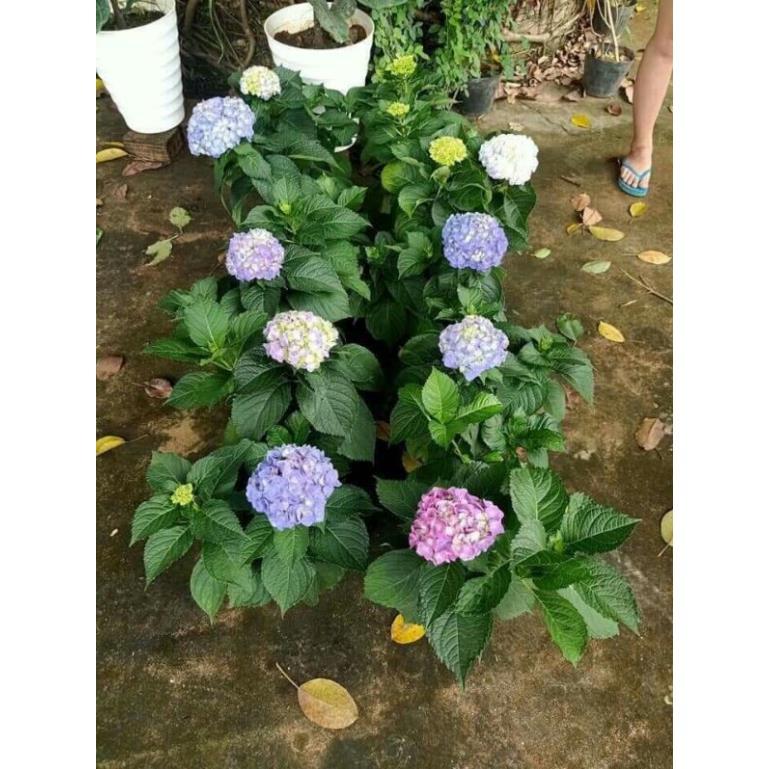 Giống hoa cẩm tú cầu