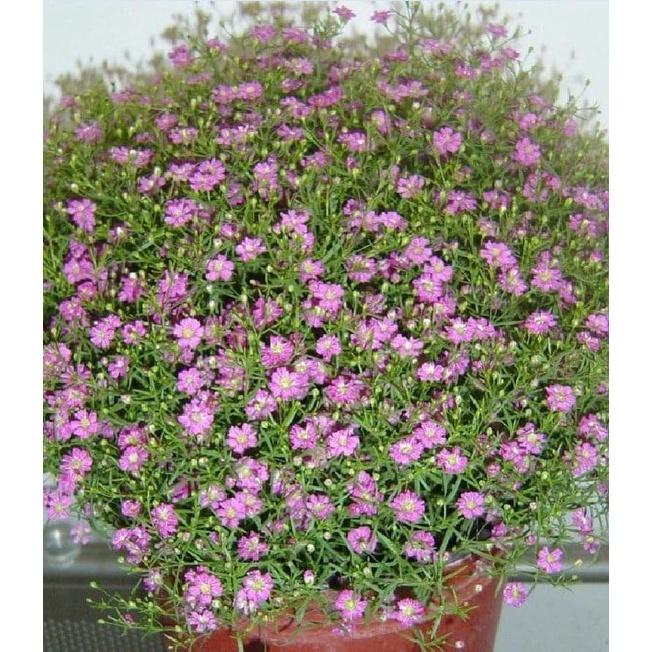 Hạt giống hoa lưu ly hoa màu hồng - 1 gói 100 hạt