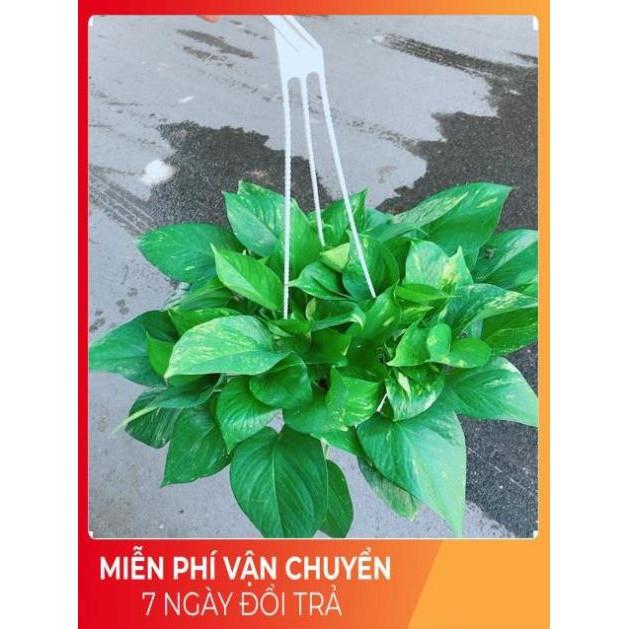 Chậu Trầu Bà Thái Size Đại