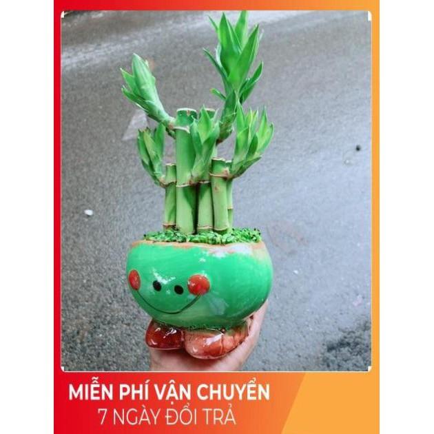 Chậu Trúc Phát Tài