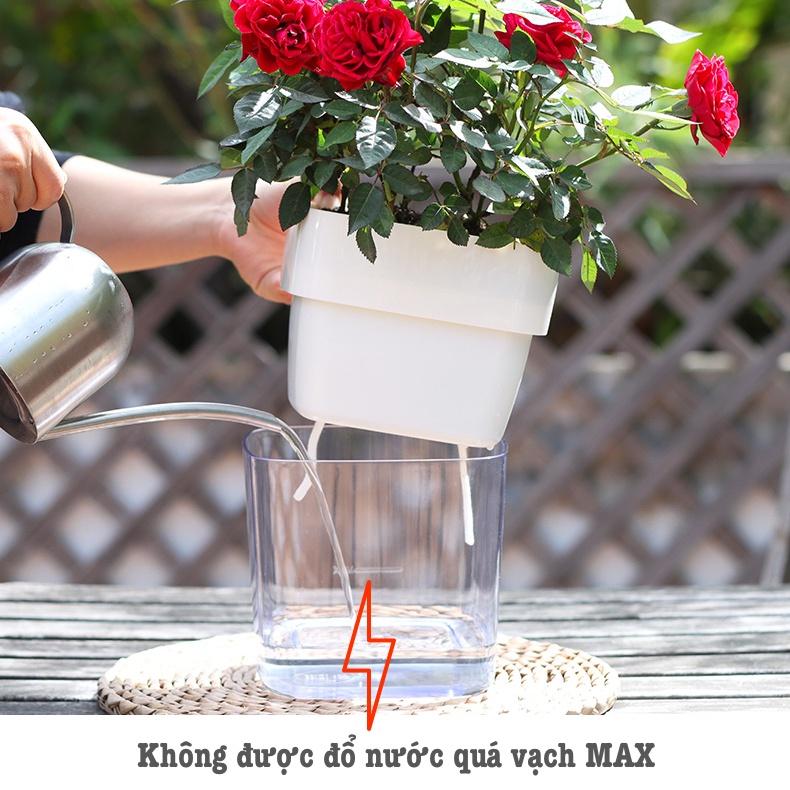 Chậu cây để bàn Oliz G2 Clear. Chậu trồng cây có chức năng tự tưới nước cho cây. Trang trí văn phòng, bàn làm việc
