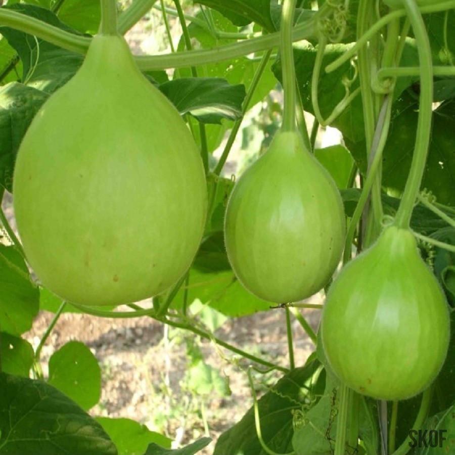 Hạt giống bầu quả tròn Thái - 1 gói 1gram