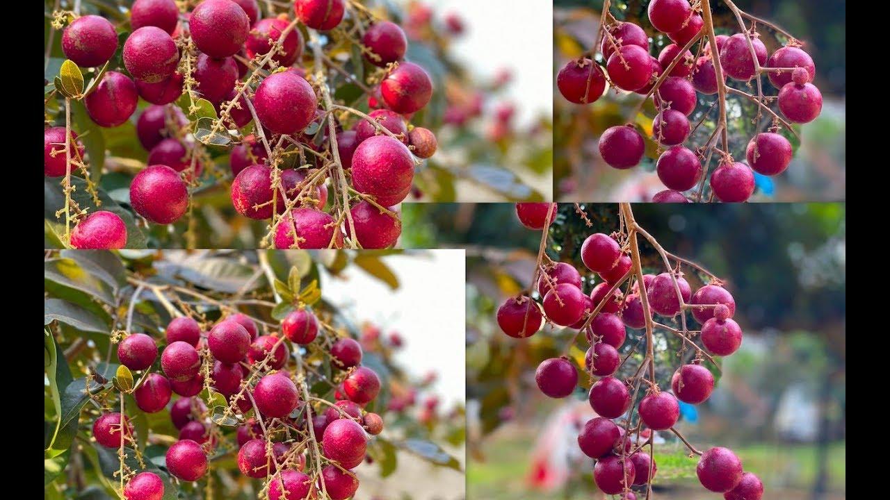 Cây nhãn tím, giống Cây nhãn tím ghép