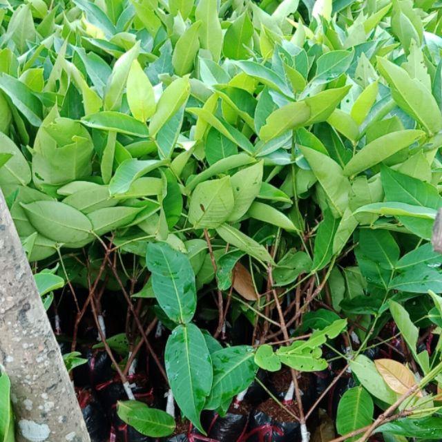 Cây Roi Đỏ Thái Lan tặng 2 cây chè xanh
