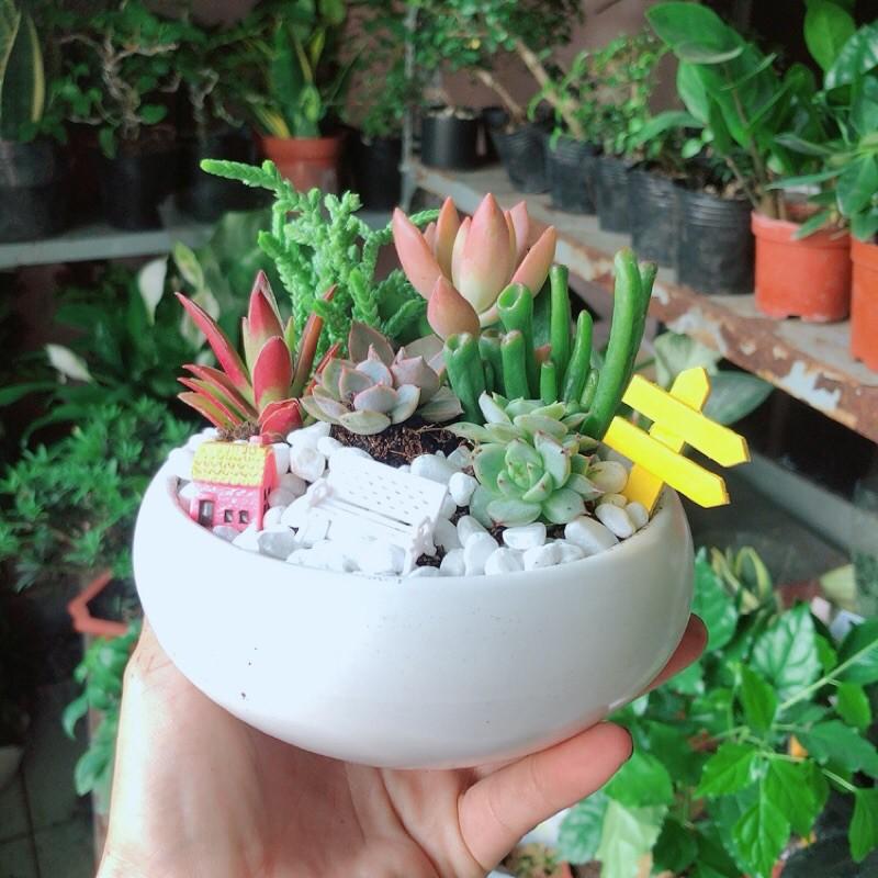 Chậu Sen Đá Tiểu Cảnh