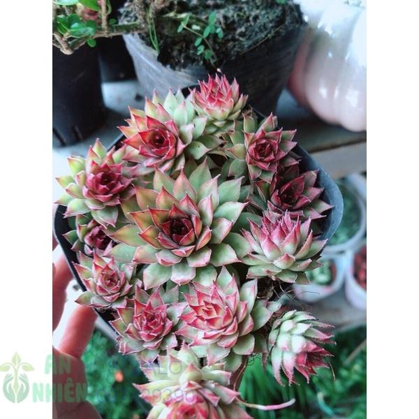 Sen Phật Bà Đỏ