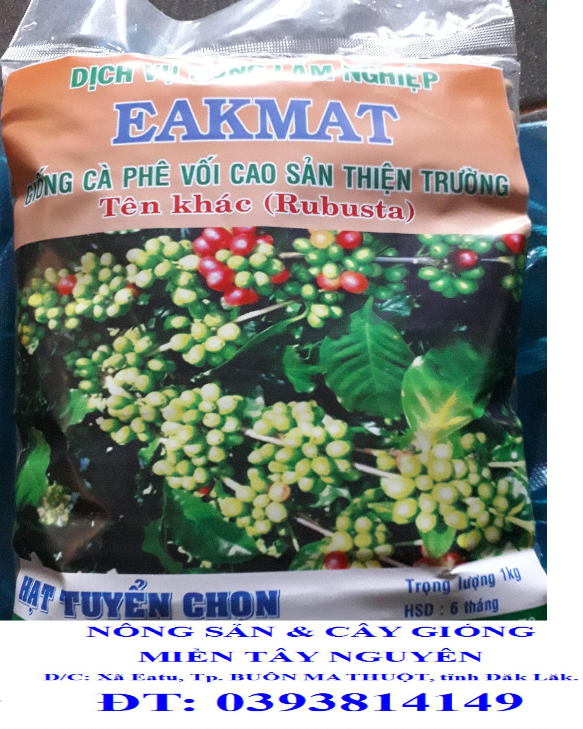 1 KG HẠT GIỐNG CÀ PHÊ THIỆN TRƯỜNG CAO SẢN 100% HẠT MỚI- TỶ LỆ NẢY MẦM CAO.