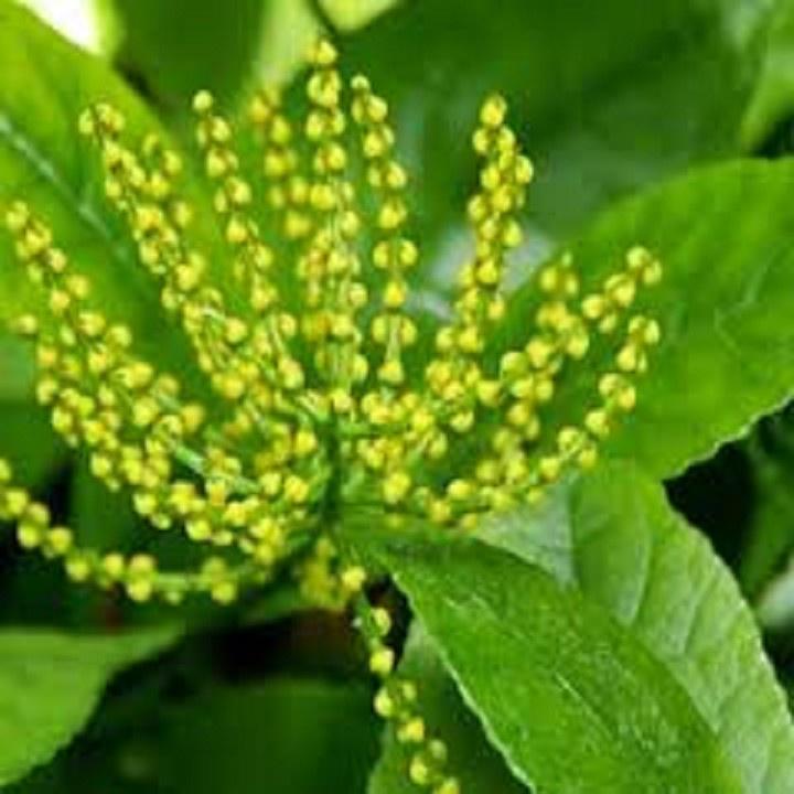 NGUYÊN BẦU CÂY GIỐNG CÂY HOA SÓi