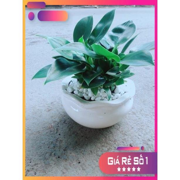 Chậu Trầu Bà Đế Vương