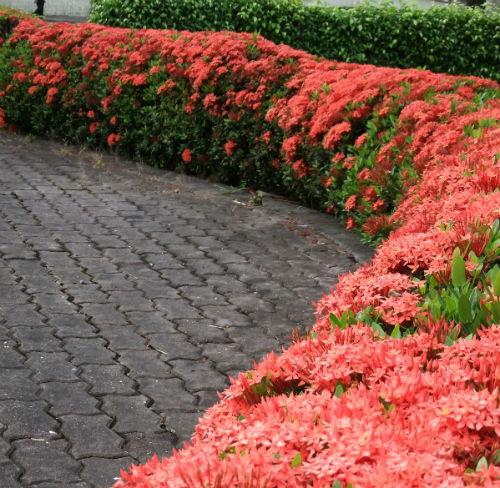 CÂY giống TRANG ĐỎ - HOA MẪU ĐƠN