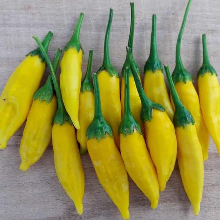 Lemon Drop Pepper, ớt hương cam quýt, cây giống cao 20-30cm