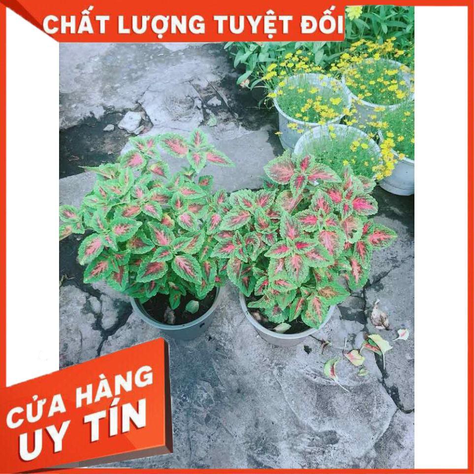Chậu Lá Gấm Nhiều Người Mua