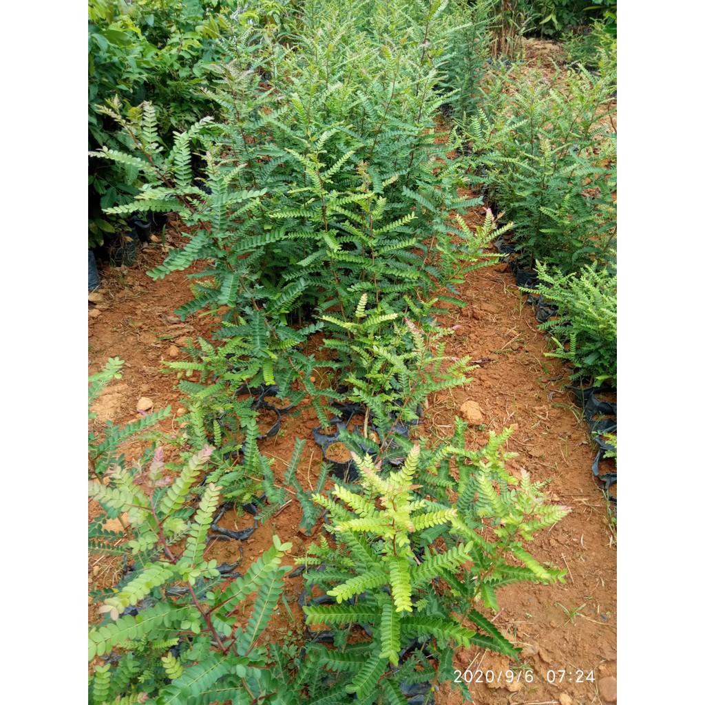 CHẬU CÂY GIỐNG CÂY BỒ KẾT + Tặng 01 cây dâu da đất