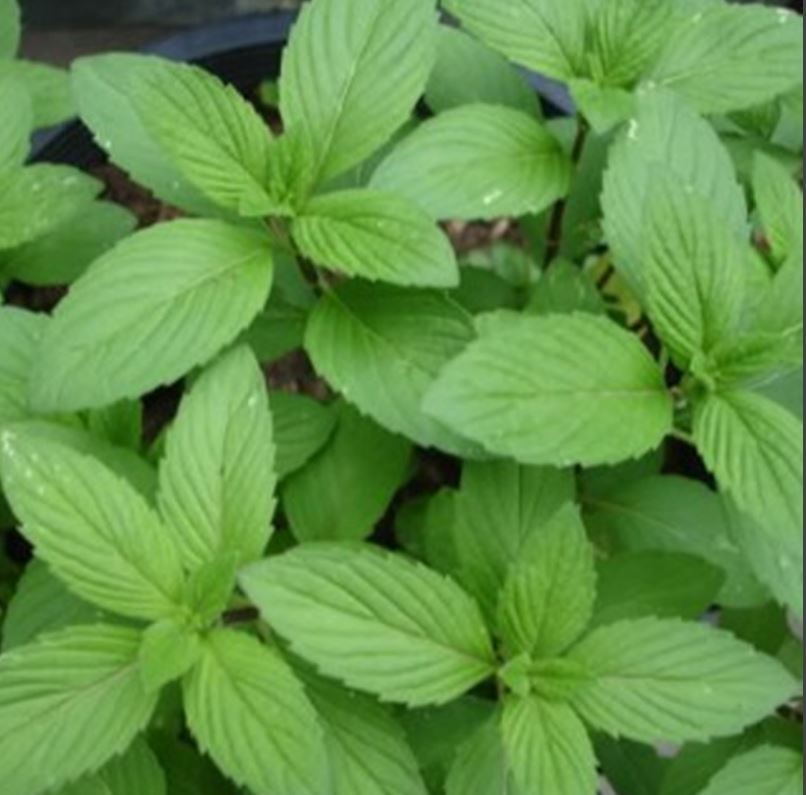 Hạt Giống Hạt Giống Húng Cây