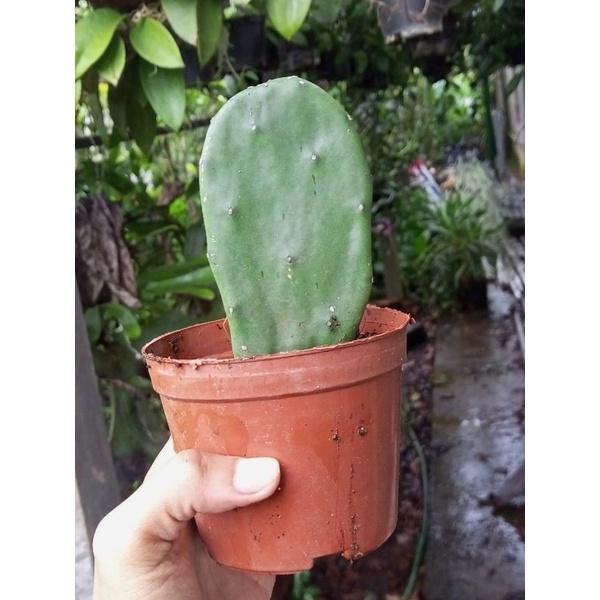 Xương rồng tai thỏ thích hợp decor hoặc làm thức ăn cho pet, chậu 1 lá