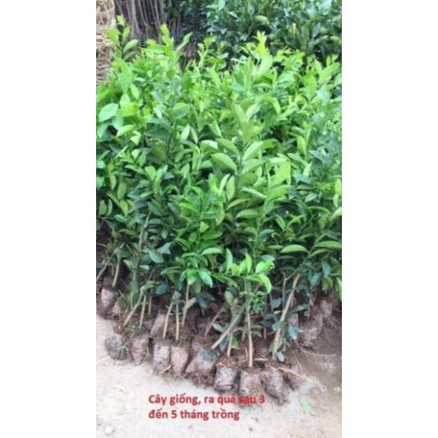 Sản phẩm Cam cara ruột đỏ