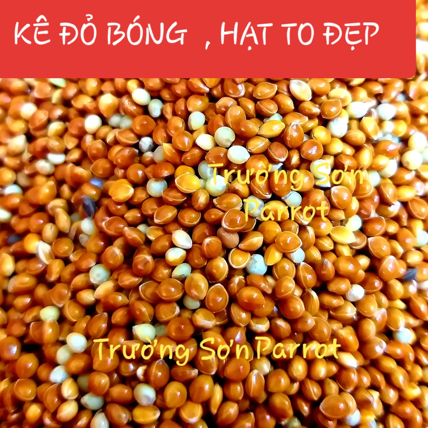 1kg KÊ  ĐỎ BÓNG cho chim vẹt, sóc, chuột, gà...