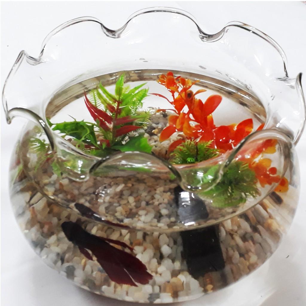 Bể Cá Lớn HB-1 25x25x18CM - Hồ Cá Để Bàn - Chậu Cá Thủy Tinh