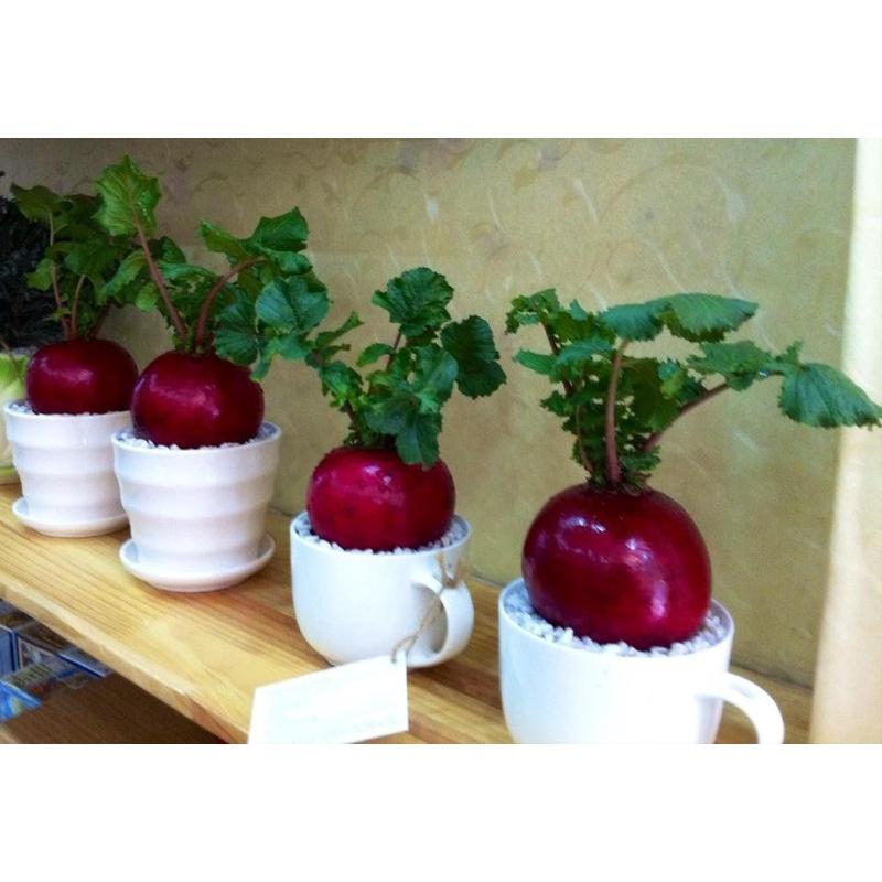 Hạt giống củ cải đỏ khổng lồ - CỦ CẢI THẦN TÀI - 10 hạt