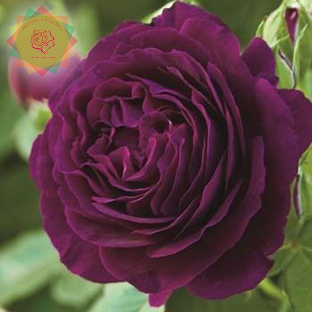 Cây hoa hồng ngoại Velvety Twilight tím - Hoa hồng Thăng Long Flower