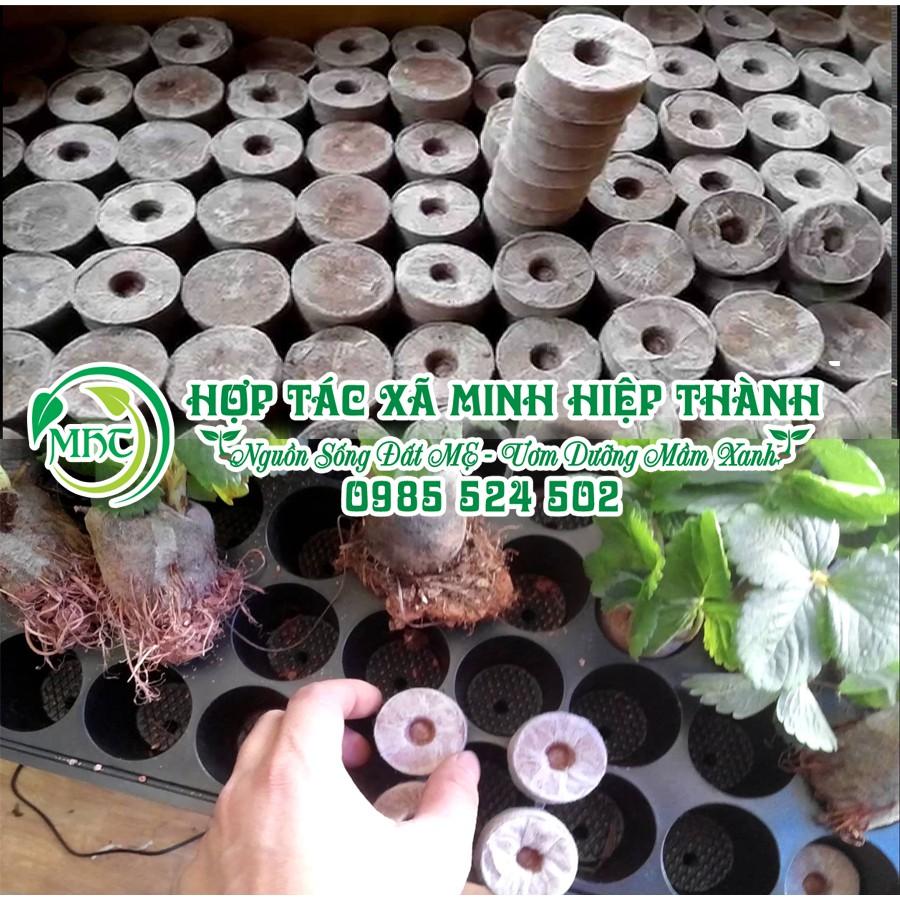 Combo 40 viên nén xơ dừa, viên ươm hạt