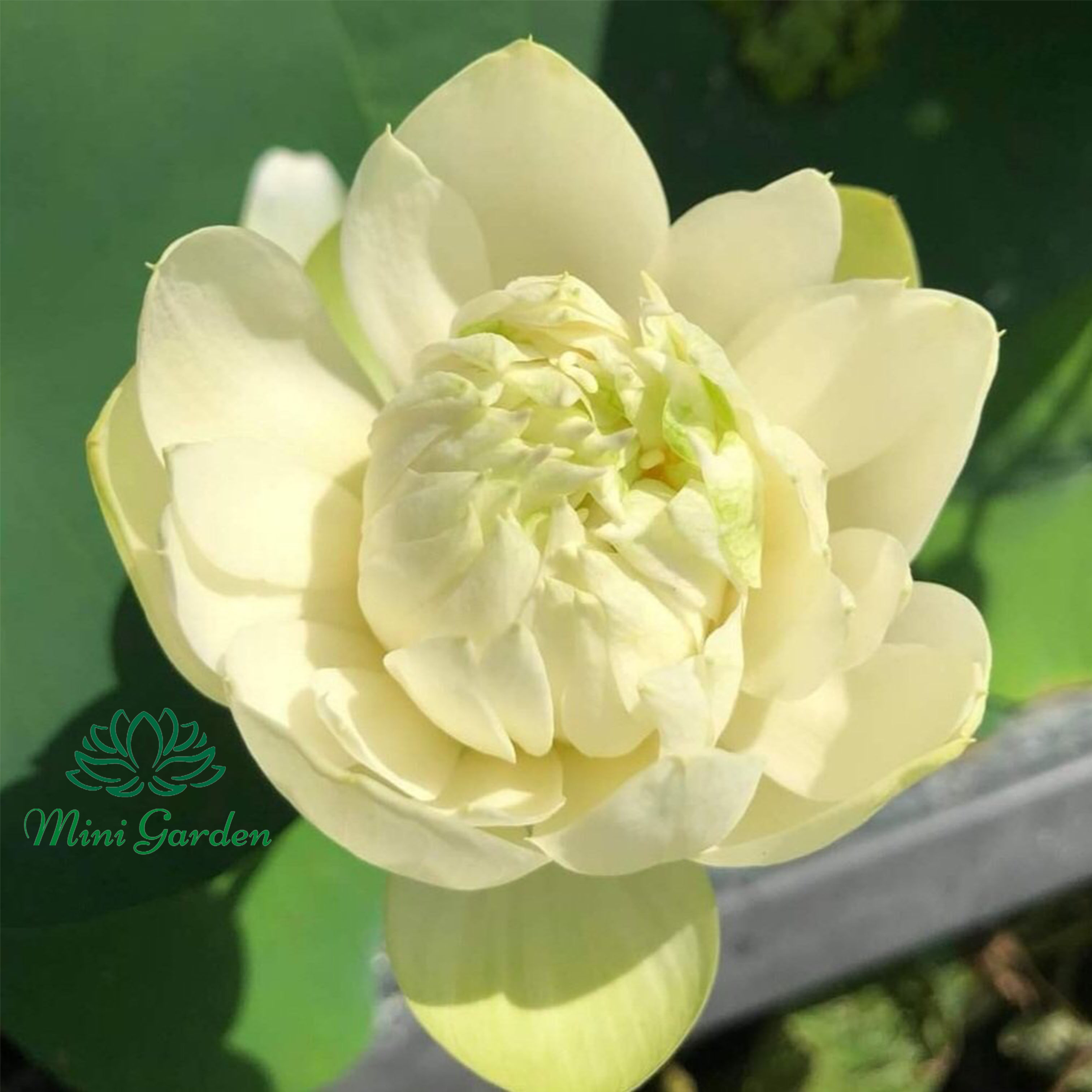 Củ Giống Hoa Sen Mini Mint Sugar Loại Hoa Màu Vàng Nhạt