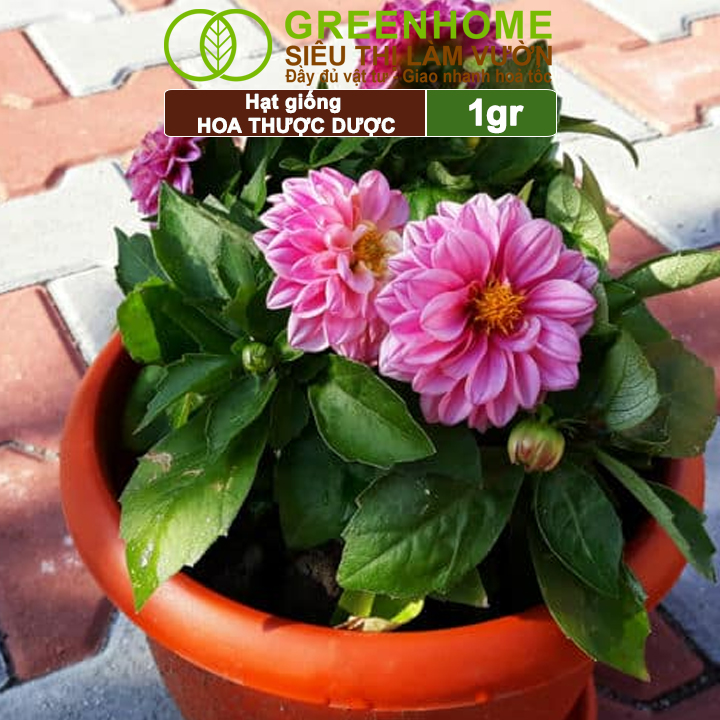 Hạt Giống Hoa Thược Dược Mix Greenhome, Gói 0.1gr, Sai Hoa, Màu Rực Rỡ, Dễ Trồng Quanh Năm H05