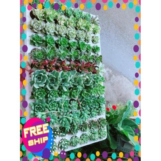 Combo 13 Cây Sen Đá Vỉ