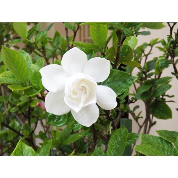 CÂY Hoa BẠCH THIÊN HƯƠNG CÁNH KÉP- CÂY LỚN - NHANH HOA SIÊU ĐẸP