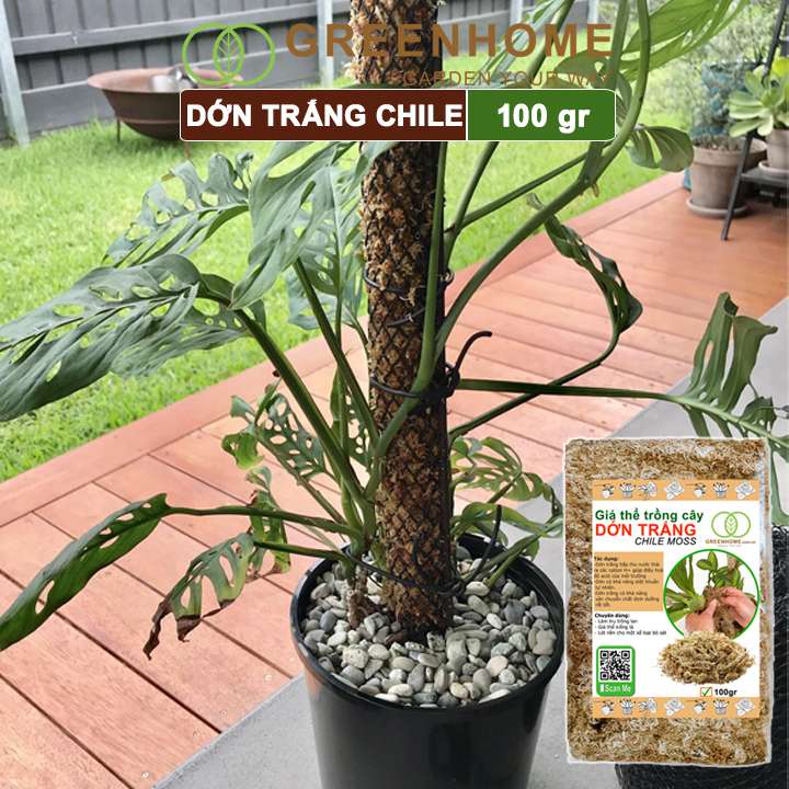 Dớn trắng Chilê, gói 100gr, đã qua xử lý, giữ ẩm tốt, kháng khuẩn tự nhiên, trồng lan, kiểng lá hiệu quả |Greenhome