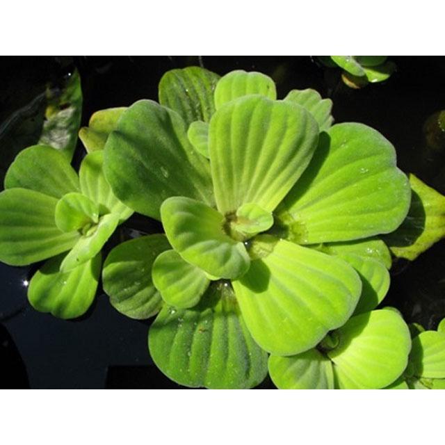 Cây bèo cái thủy sinh -cây size nhỡ