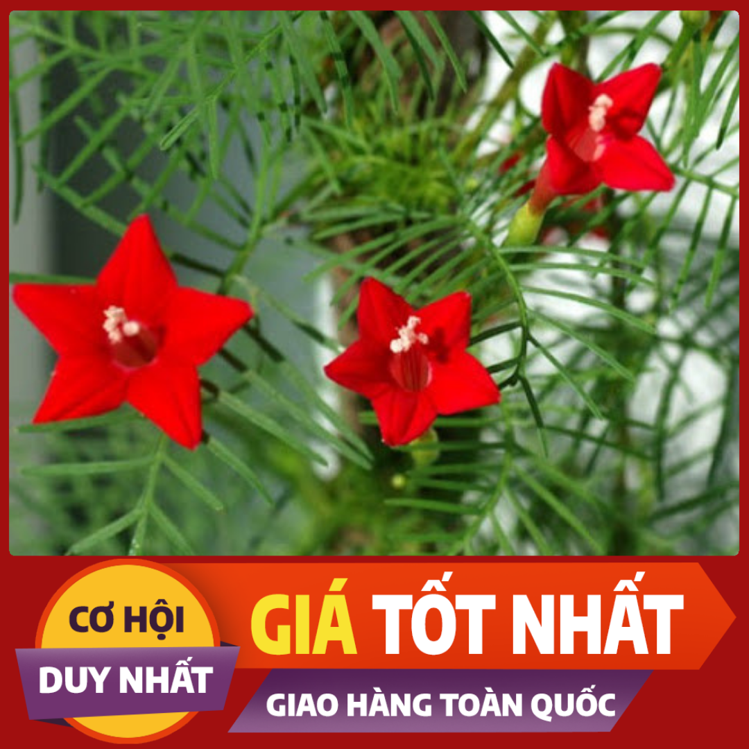 1 Gói Hạt Giống Hoa Leo Tóc Tiên (20 hạt/ gói)