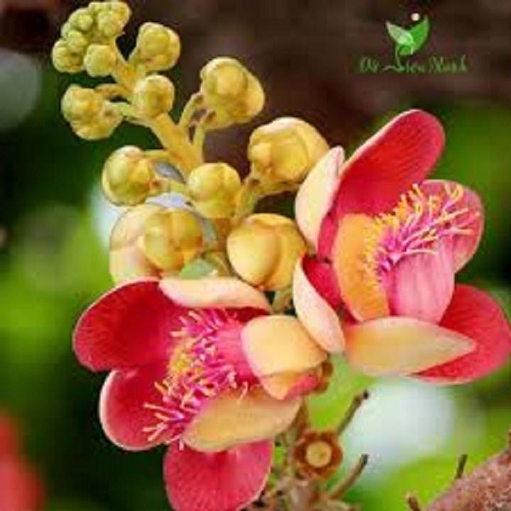COMBO 2 CÂY SALA GIỐNG