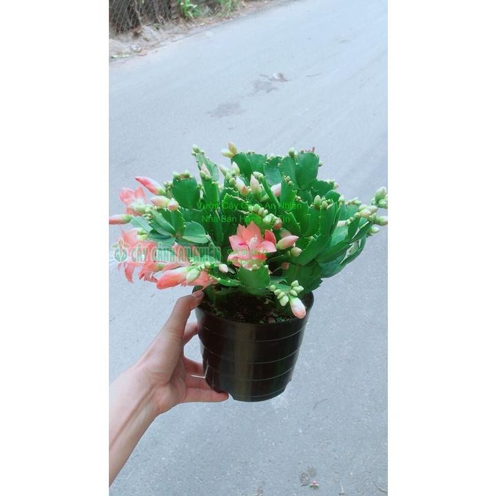 Chậu Cây Càng Cua