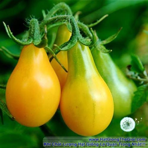 30h Hạt Giống Cà Chua Cherry Lê Vàng