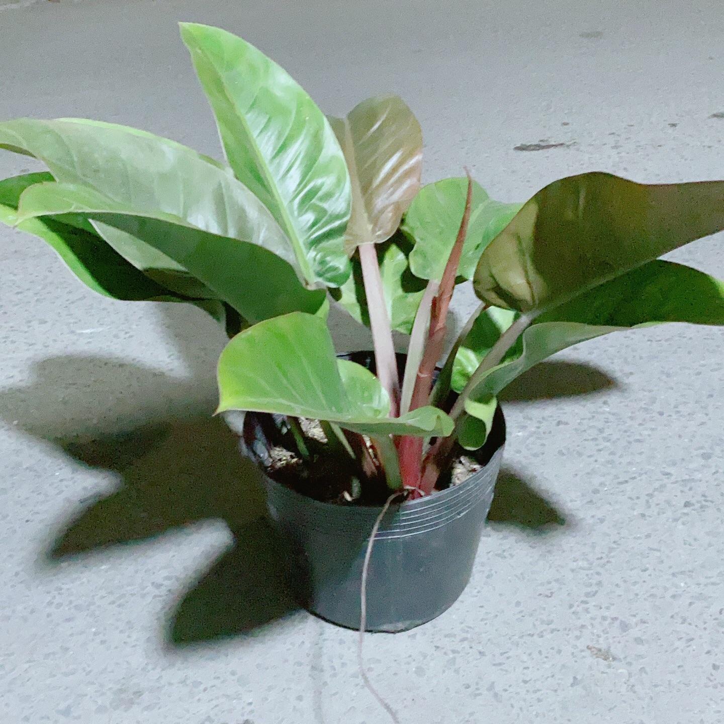 Đế Vương Đỏ