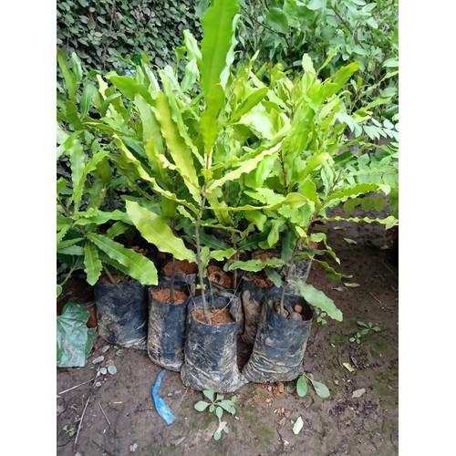 Cây mắc ca, cây mắc ca ghép lớn trên 0,8m, dòng cho quả sớm, cây chất lượng