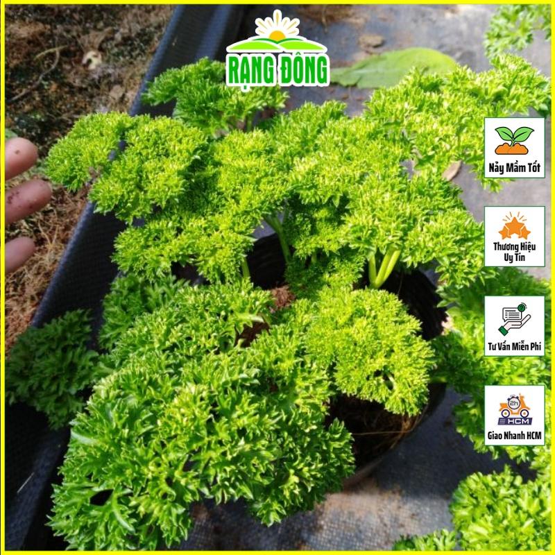 Hạt giống Rau Ngò Tây (parsley), Mùi Thơm Dễ Chịu, Dễ Trồng, Sinh Trưởng Tốt, gói 2gram - Hạt giống Rạng Đông