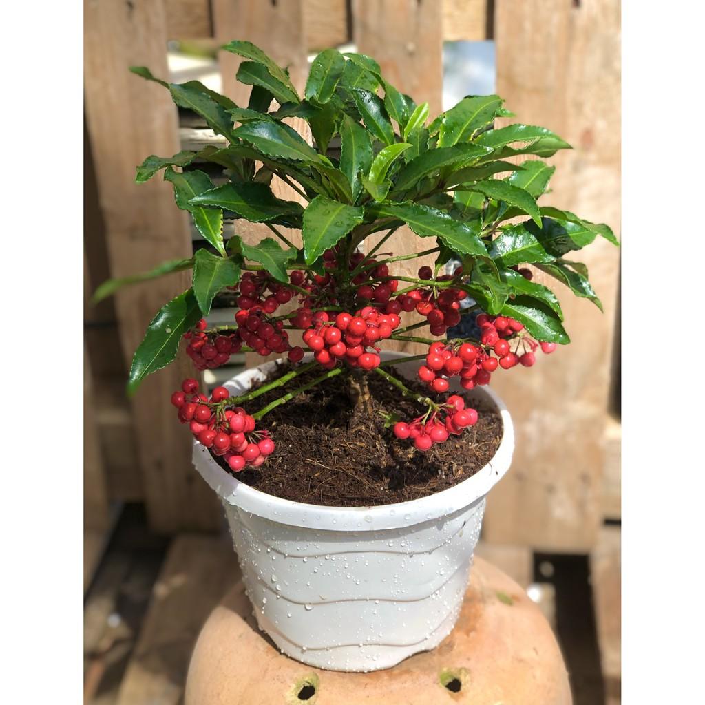 Chậu cây Kim Ngân Lượng Mini