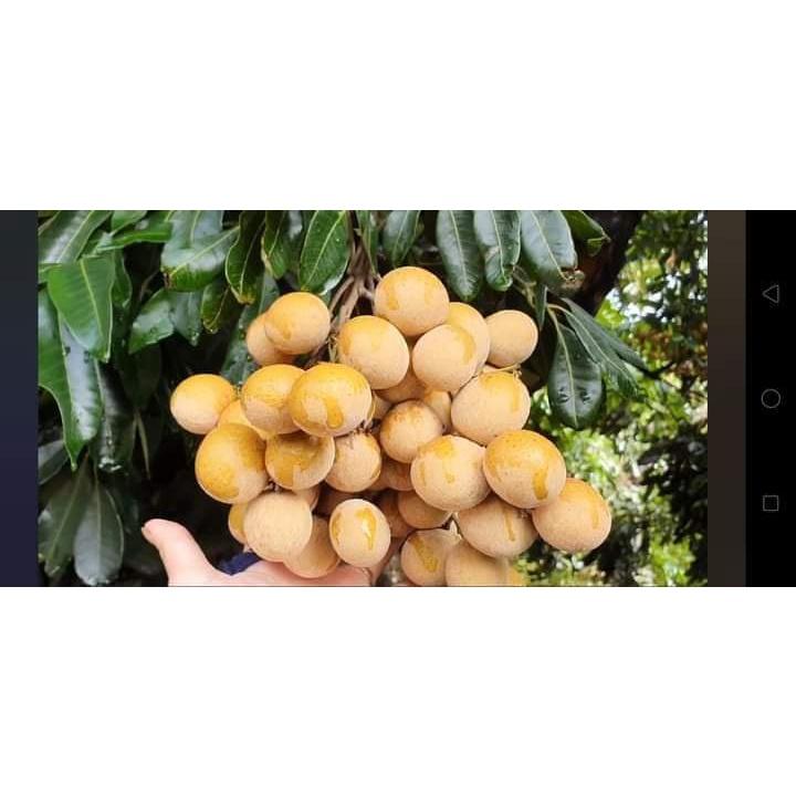 Cây giống Nhãn Tiêu Da Bò 7 Tô